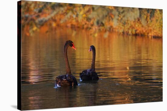 A Pair of Black Swans Glide on Ibirapuera Park Lake in the Evening-Alex Saberi-Stretched Canvas