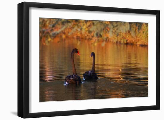 A Pair of Black Swans Glide on Ibirapuera Park Lake in the Evening-Alex Saberi-Framed Photographic Print