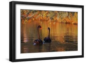 A Pair of Black Swans Glide on Ibirapuera Park Lake in the Evening-Alex Saberi-Framed Photographic Print