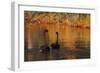 A Pair of Black Swans Glide on Ibirapuera Park Lake in the Evening-Alex Saberi-Framed Photographic Print