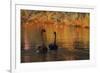 A Pair of Black Swans Glide on Ibirapuera Park Lake in the Evening-Alex Saberi-Framed Photographic Print