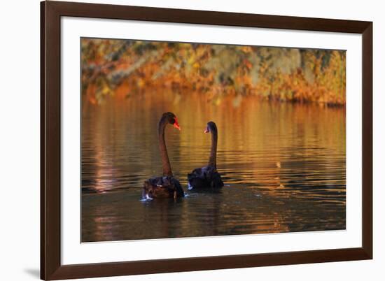A Pair of Black Swans Glide on Ibirapuera Park Lake in the Evening-Alex Saberi-Framed Photographic Print