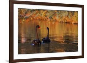 A Pair of Black Swans Glide on Ibirapuera Park Lake in the Evening-Alex Saberi-Framed Photographic Print