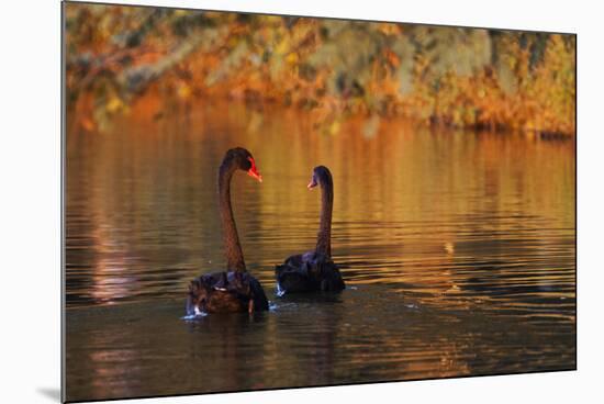 A Pair of Black Swans Glide on Ibirapuera Park Lake in the Evening-Alex Saberi-Mounted Photographic Print