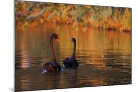 A Pair of Black Swans Glide on Ibirapuera Park Lake in the Evening-Alex Saberi-Mounted Photographic Print