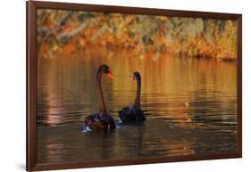 A Pair of Black Swans Glide on Ibirapuera Park Lake in the Evening-Alex Saberi-Framed Photographic Print