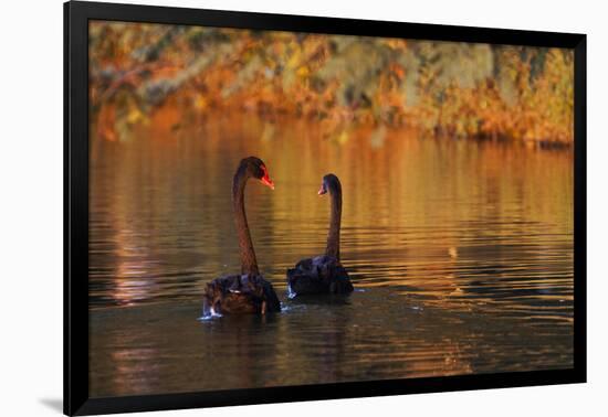 A Pair of Black Swans Glide on Ibirapuera Park Lake in the Evening-Alex Saberi-Framed Photographic Print