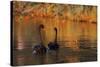 A Pair of Black Swans Glide on Ibirapuera Park Lake in the Evening-Alex Saberi-Stretched Canvas