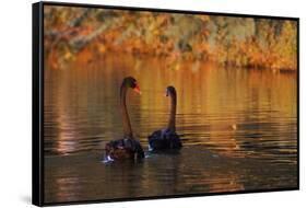 A Pair of Black Swans Glide on Ibirapuera Park Lake in the Evening-Alex Saberi-Framed Stretched Canvas