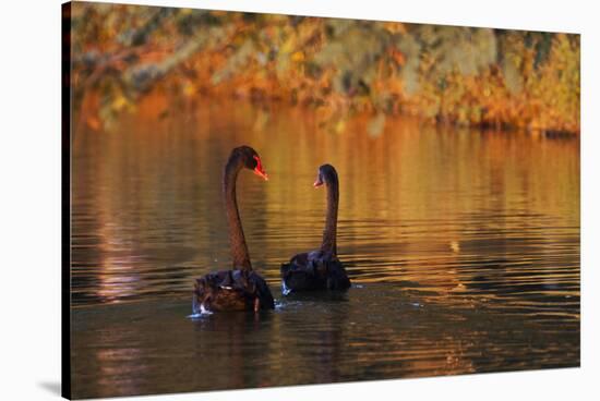 A Pair of Black Swans Glide on Ibirapuera Park Lake in the Evening-Alex Saberi-Stretched Canvas