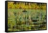 A pair of Black Swans & reflections of Paperbark Trees-Mark A Johnson-Framed Stretched Canvas