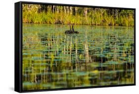 A pair of Black Swans & reflections of Paperbark Trees-Mark A Johnson-Framed Stretched Canvas