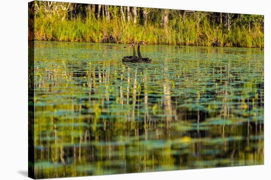 A pair of Black Swans & reflections of Paperbark Trees-Mark A Johnson-Stretched Canvas