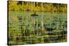 A pair of Black Swans & reflections of Paperbark Trees-Mark A Johnson-Stretched Canvas