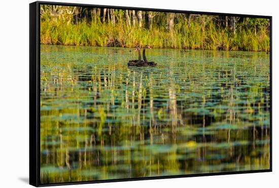 A pair of Black Swans & reflections of Paperbark Trees-Mark A Johnson-Framed Stretched Canvas