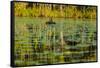 A pair of Black Swans & reflections of Paperbark Trees-Mark A Johnson-Framed Stretched Canvas