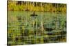 A pair of Black Swans & reflections of Paperbark Trees-Mark A Johnson-Stretched Canvas