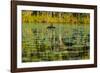 A pair of Black Swans & reflections of Paperbark Trees-Mark A Johnson-Framed Photographic Print