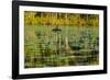 A pair of Black Swans & reflections of Paperbark Trees-Mark A Johnson-Framed Photographic Print