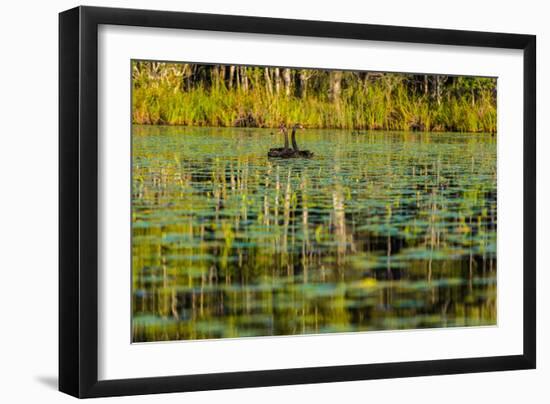 A pair of Black Swans & reflections of Paperbark Trees-Mark A Johnson-Framed Photographic Print