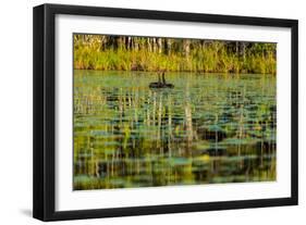 A pair of Black Swans & reflections of Paperbark Trees-Mark A Johnson-Framed Photographic Print