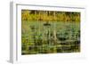 A pair of Black Swans & reflections of Paperbark Trees-Mark A Johnson-Framed Photographic Print