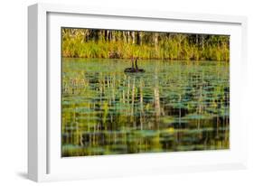A pair of Black Swans & reflections of Paperbark Trees-Mark A Johnson-Framed Photographic Print