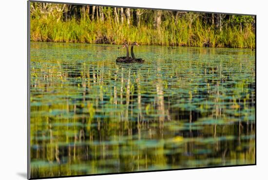 A pair of Black Swans & reflections of Paperbark Trees-Mark A Johnson-Mounted Photographic Print