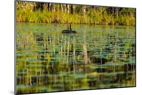 A pair of Black Swans & reflections of Paperbark Trees-Mark A Johnson-Mounted Photographic Print