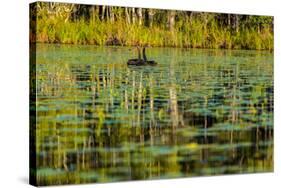 A pair of Black Swans & reflections of Paperbark Trees-Mark A Johnson-Stretched Canvas