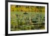 A pair of Black Swans & reflections of Paperbark Trees-Mark A Johnson-Framed Photographic Print