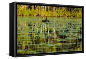 A pair of Black Swans & reflections of Paperbark Trees-Mark A Johnson-Framed Stretched Canvas