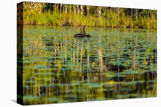 A pair of Black Swans & reflections of Paperbark Trees-Mark A Johnson-Stretched Canvas