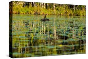 A pair of Black Swans & reflections of Paperbark Trees-Mark A Johnson-Stretched Canvas