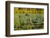 A pair of Black Swans & reflections of Paperbark Trees-Mark A Johnson-Framed Photographic Print