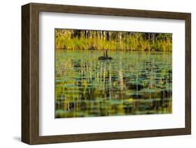 A pair of Black Swans & reflections of Paperbark Trees-Mark A Johnson-Framed Photographic Print