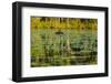 A pair of Black Swans & reflections of Paperbark Trees-Mark A Johnson-Framed Photographic Print