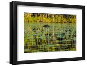 A pair of Black Swans & reflections of Paperbark Trees-Mark A Johnson-Framed Photographic Print