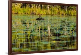 A pair of Black Swans & reflections of Paperbark Trees-Mark A Johnson-Framed Photographic Print