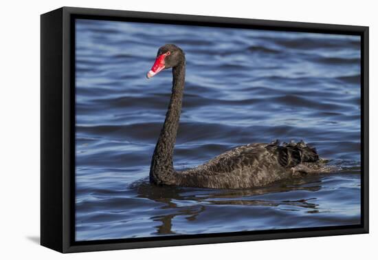 A Pair of Black Swans Swims in a Lake in Western Australia-Neil Losin-Framed Stretched Canvas