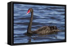 A Pair of Black Swans Swims in a Lake in Western Australia-Neil Losin-Framed Stretched Canvas