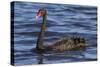 A Pair of Black Swans Swims in a Lake in Western Australia-Neil Losin-Stretched Canvas