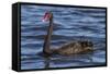 A Pair of Black Swans Swims in a Lake in Western Australia-Neil Losin-Framed Stretched Canvas