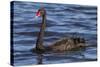 A Pair of Black Swans Swims in a Lake in Western Australia-Neil Losin-Stretched Canvas
