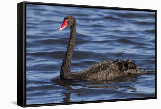 A Pair of Black Swans Swims in a Lake in Western Australia-Neil Losin-Framed Stretched Canvas