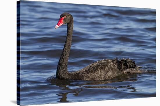 A Pair of Black Swans Swims in a Lake in Western Australia-Neil Losin-Stretched Canvas