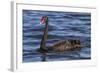 A Pair of Black Swans Swims in a Lake in Western Australia-Neil Losin-Framed Photographic Print