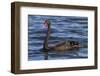 A Pair of Black Swans Swims in a Lake in Western Australia-Neil Losin-Framed Photographic Print