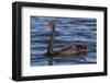 A Pair of Black Swans Swims in a Lake in Western Australia-Neil Losin-Framed Photographic Print