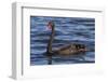 A Pair of Black Swans Swims in a Lake in Western Australia-Neil Losin-Framed Photographic Print